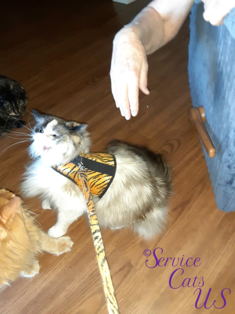 Raena visits Spook and Jubal while wearing her harness