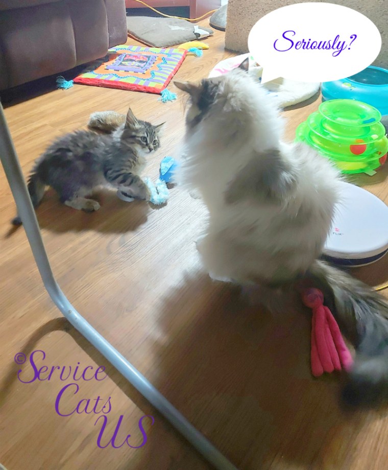 Zebby raises paw to Raena who looks on in disbelief