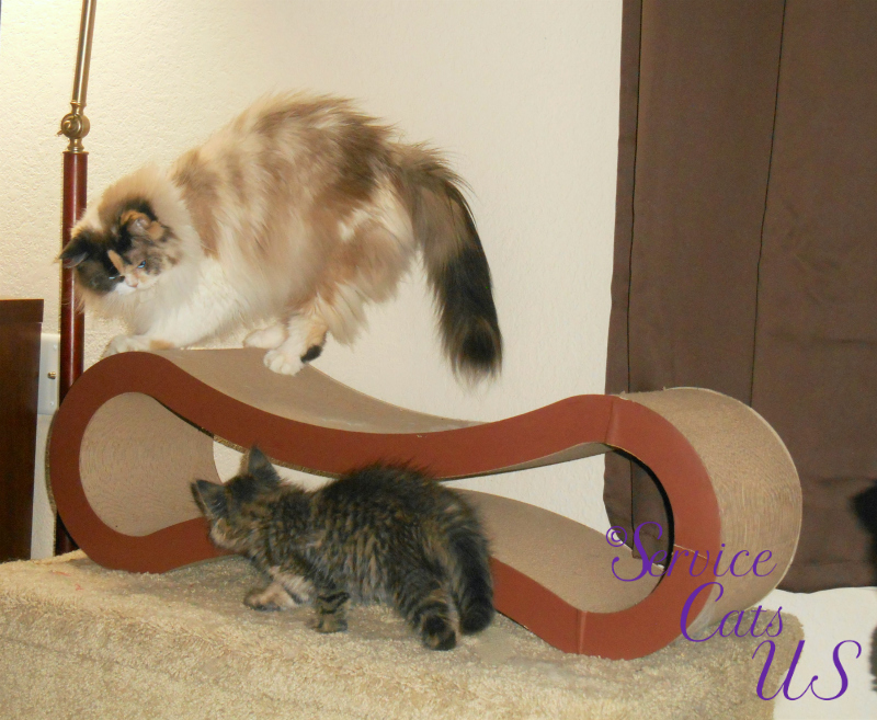 Raena and Zebby play on the cat scratcher