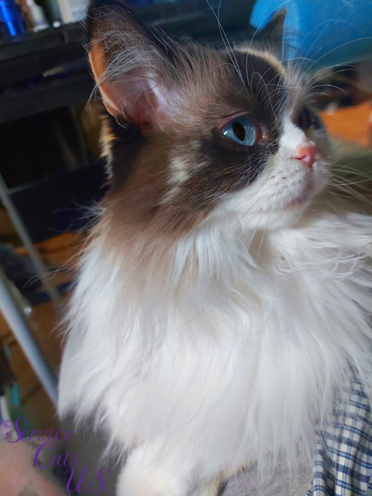 Raena's profile lap selfie