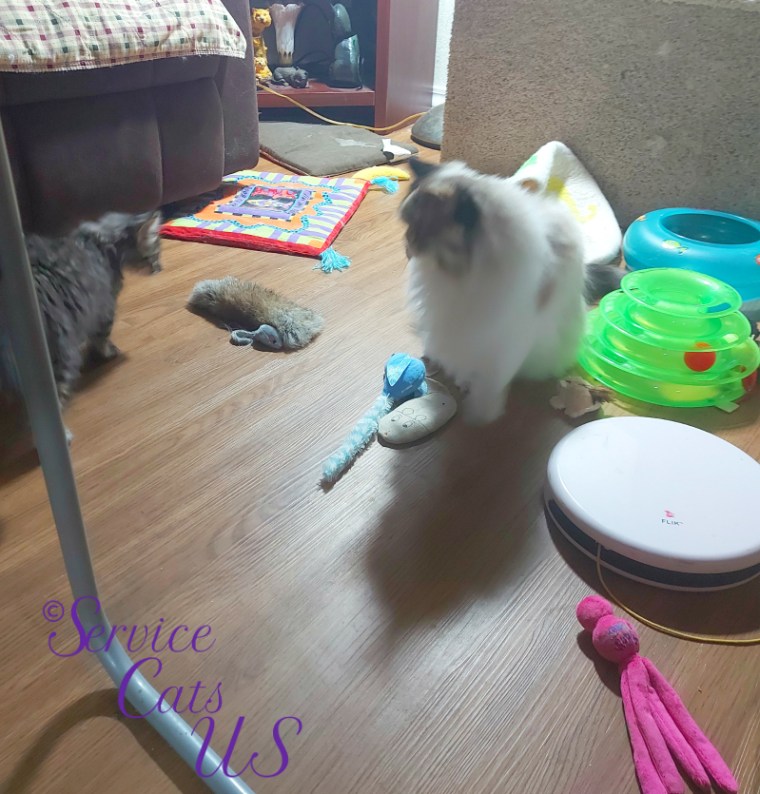 Raena sticks her tongue out at Zebby