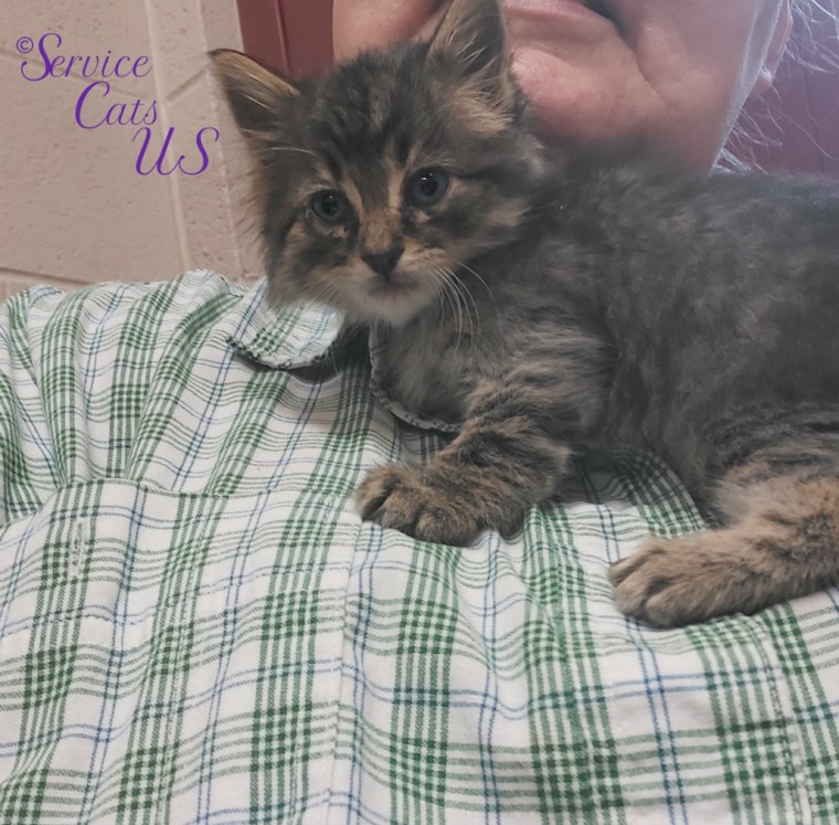 Zebby nestled under mommy A's chin at shelter