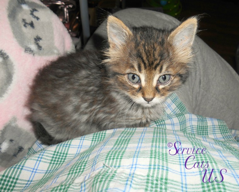 Zebby lays in mommy A's lap looking cute