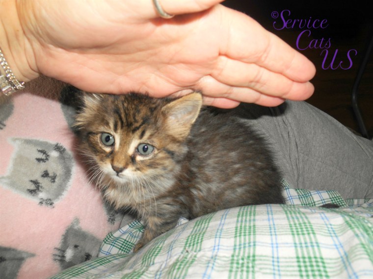 Mommy A's hand behind Zebby to show his size