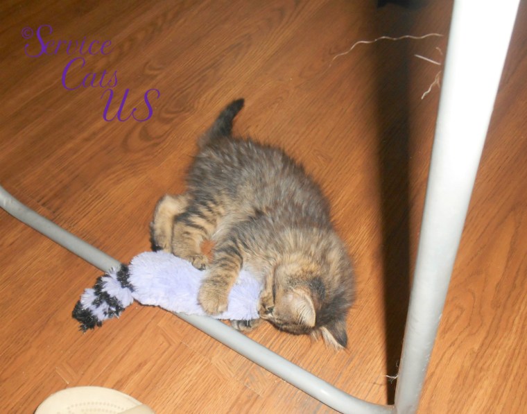 Zebby plays with fuzzy toy