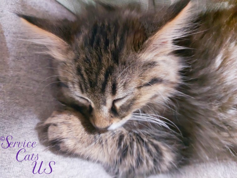 Zebby sleeps peacefully in mommy A's lap