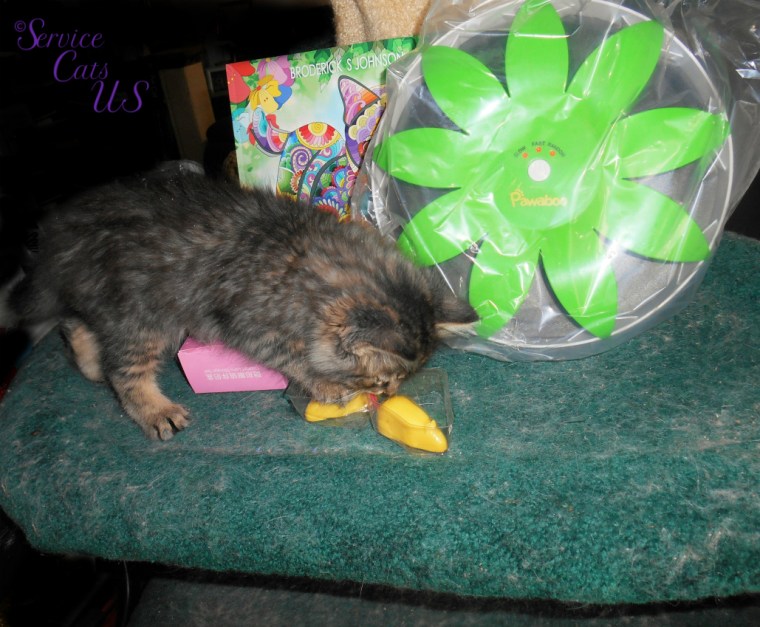 Zebby checks out gifts from awnty Ellen