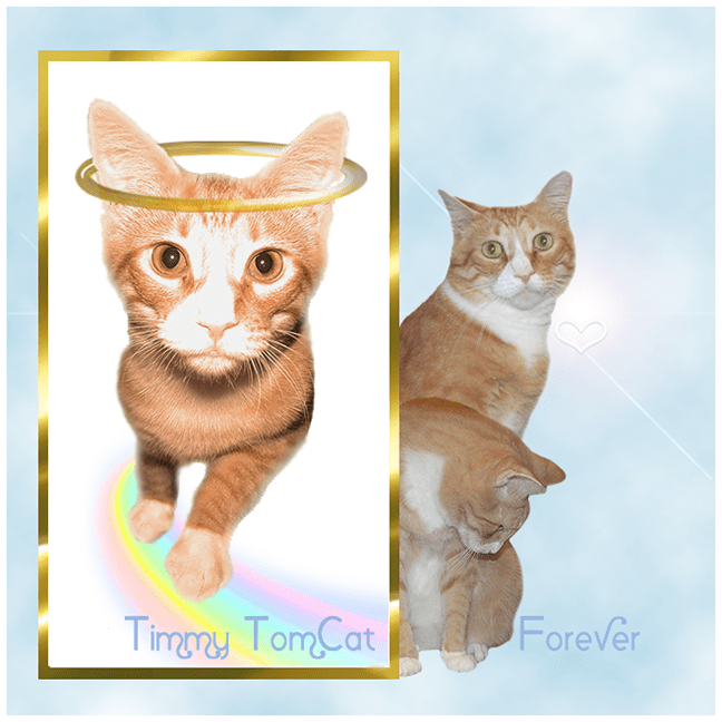 Timmy Tomcat forever