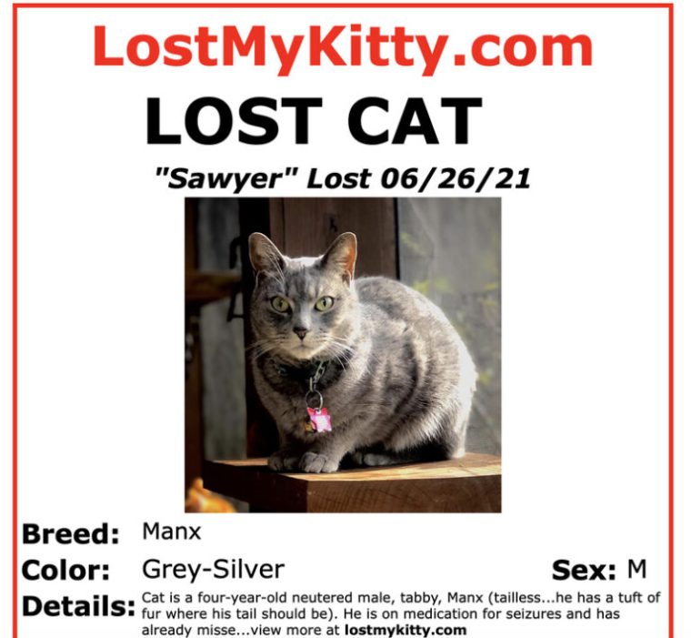 Lost cat poster for Sawyer of Kitties Blue