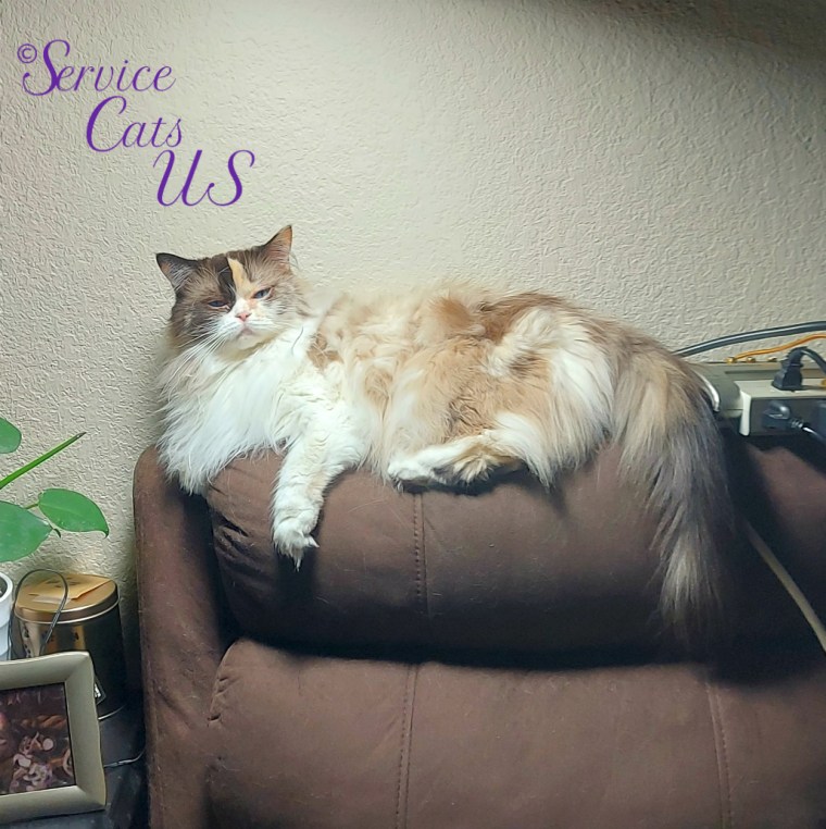 Raena lays on chair back