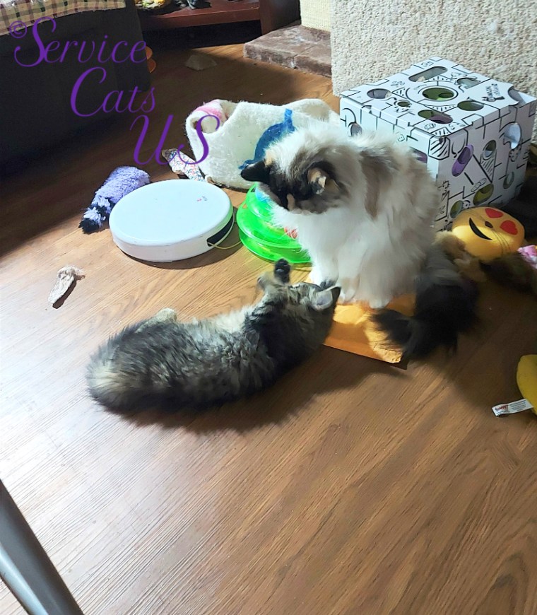 Raena and Zebby play