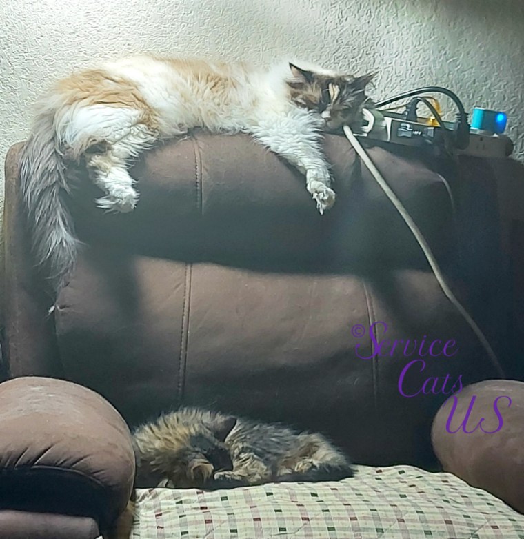 Raena and Zebby sleep on the chair