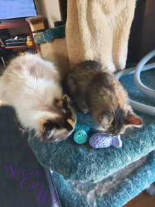 Raena and Zebby sniff Made with love toys from awnty Ellen