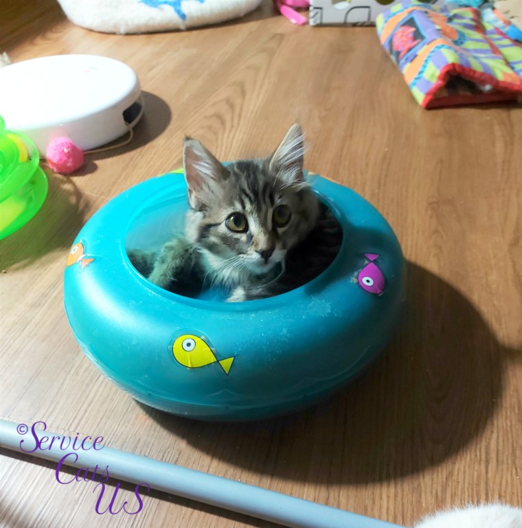 Zebby lays in fish bowl toy