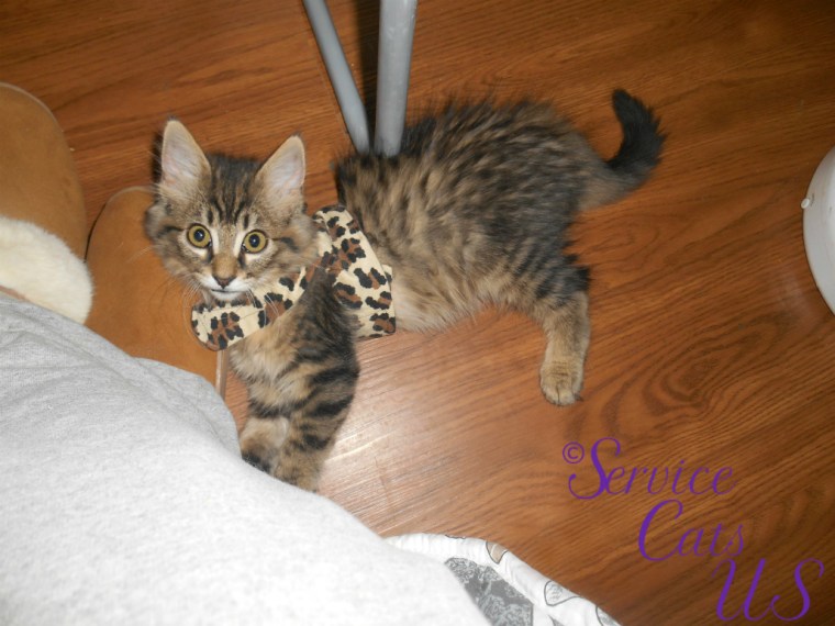 Zebby lays in the floor in harness