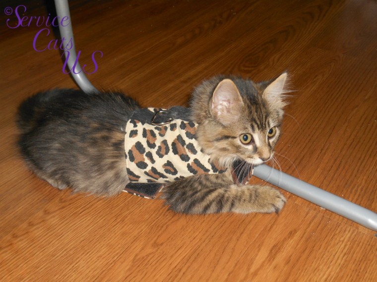 Zebby lays in the floor in harness