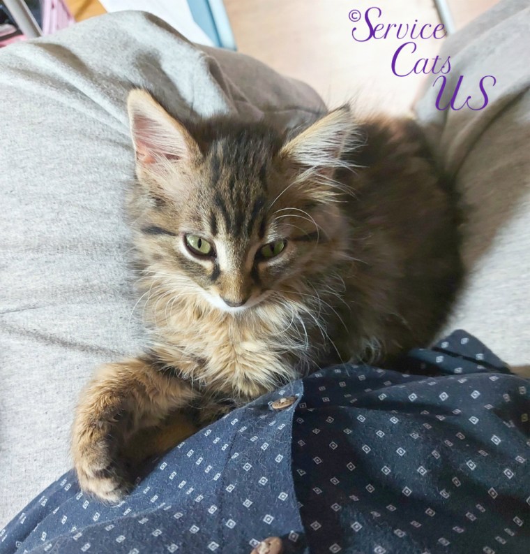 Zebby lays in lap, selfie