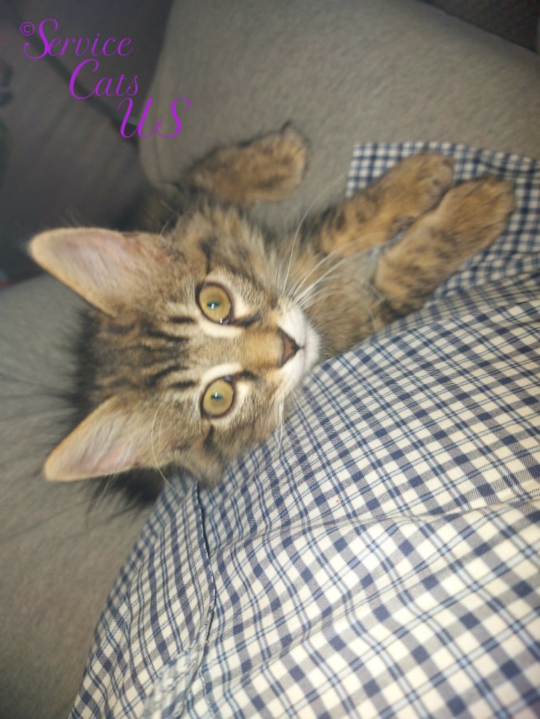 Zebby's curious lap selfie