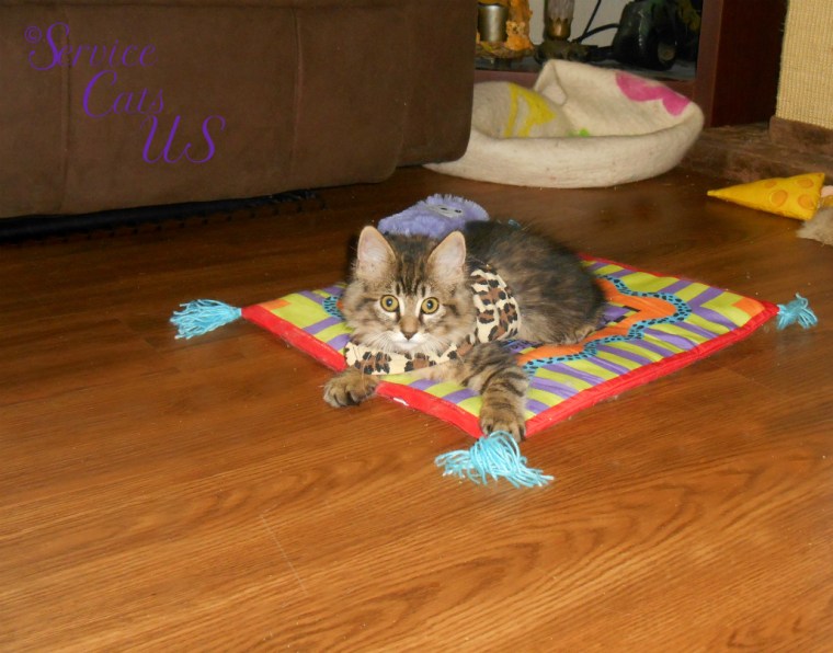 Zebby lays on the cat mat in harness