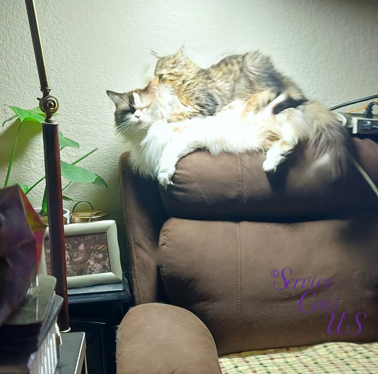 Zebby lays on Raena's back