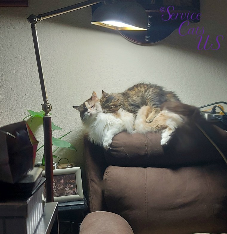 Zebby lays on Raena's back