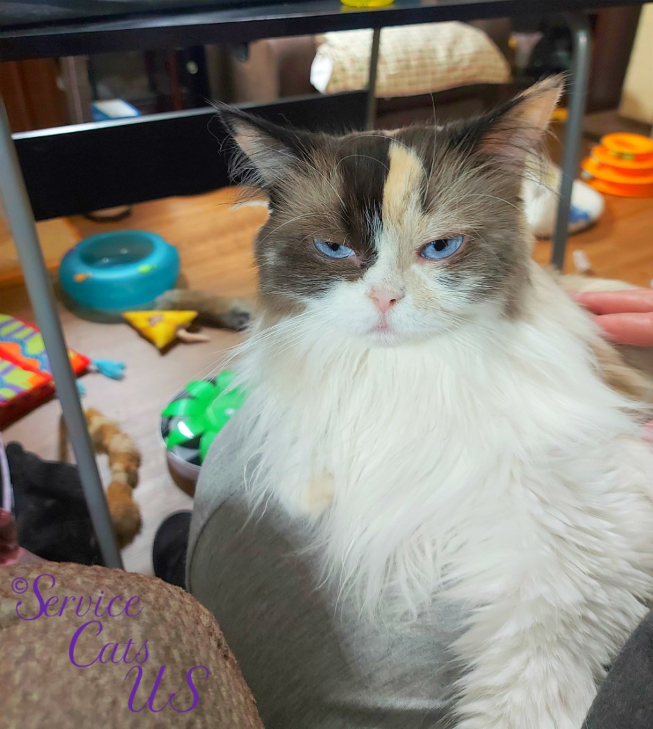 Raena gets lap loving, selfie