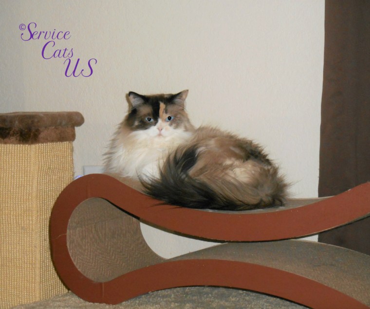 Raena lays on scratcher