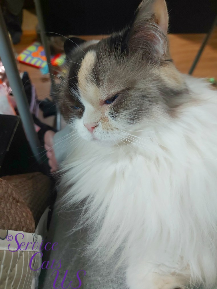 Raena's profile lap selfie