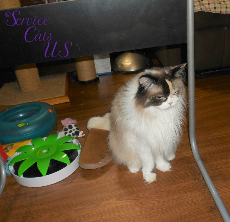 Raena sits pretty under desk