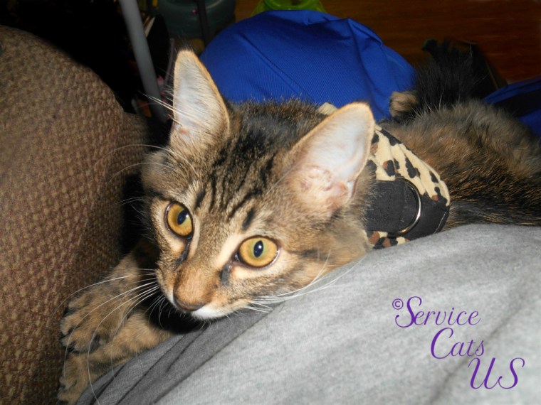 Zebby lays in lap, selfie