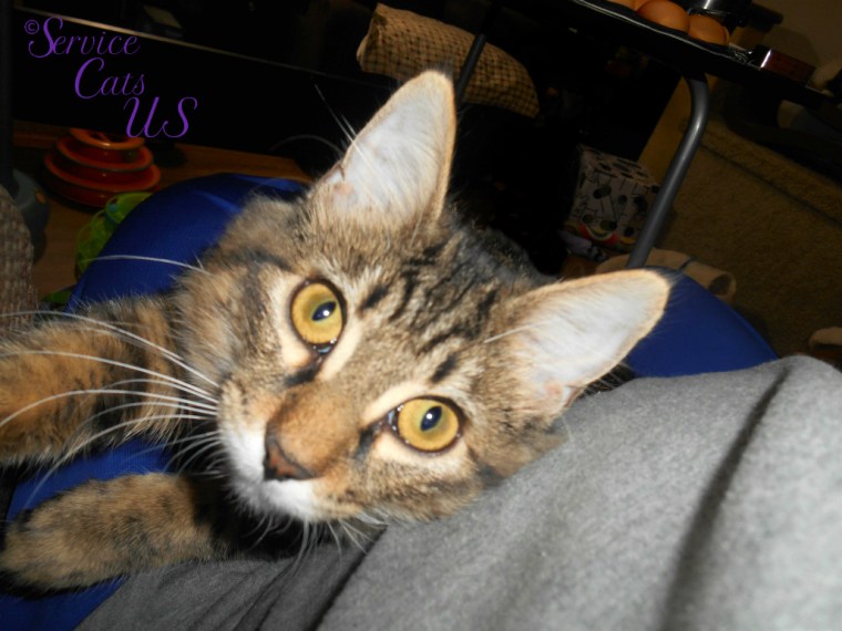 Zebby reaches for camera while laying in lap