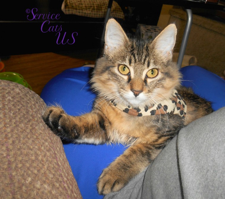 Zebby lays in lap, selfie