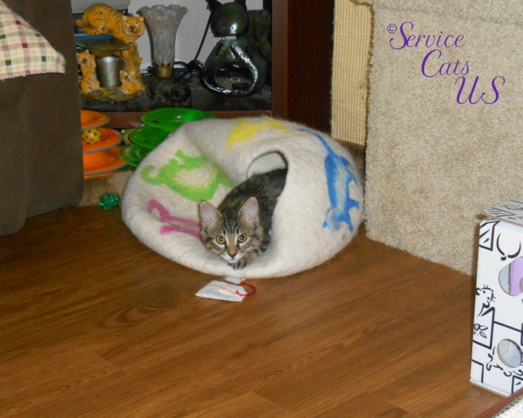 Zebby pokes his head out of the cat ball cave