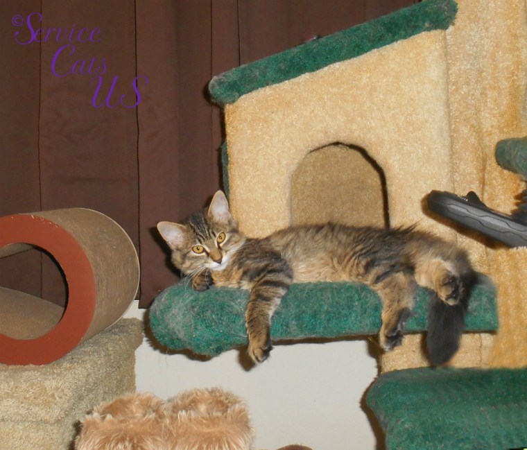 Zebby lays on the cat tree