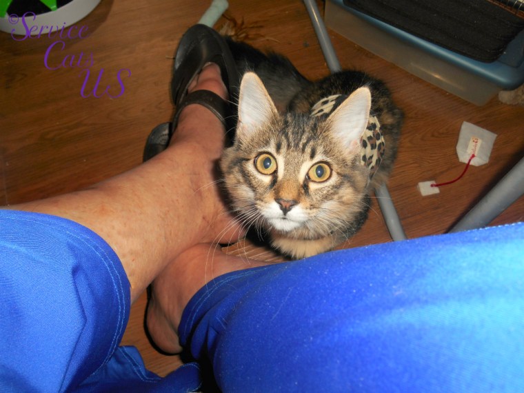 Zebby sits attentatively looking up between mommy A's legs on floor
