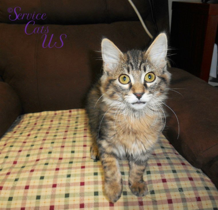 Zebby stands in chair with paw lifted