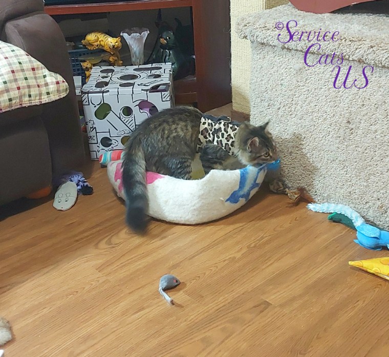Zebby plays with sparkle ball in his mouth