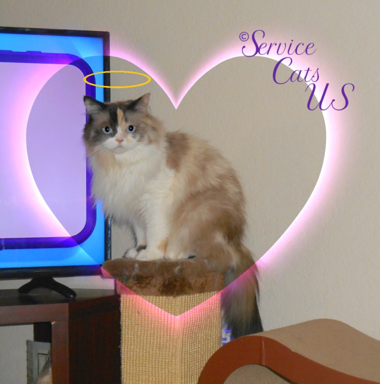 Raena's angelic selife from atop the scratching post