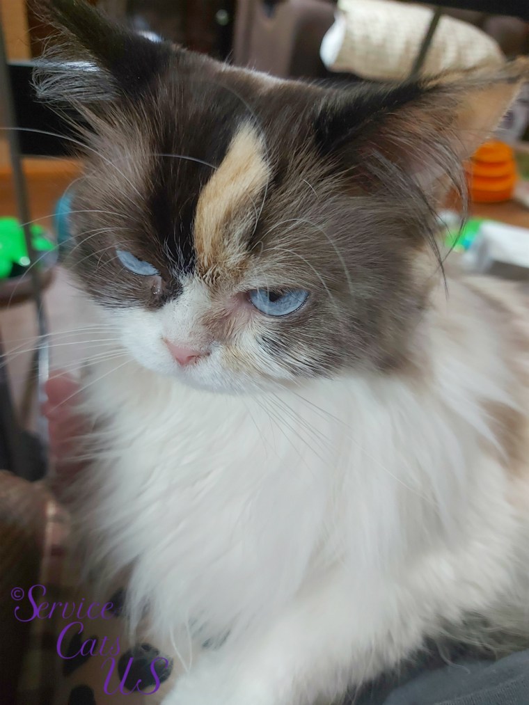 Raena lap loving selfie