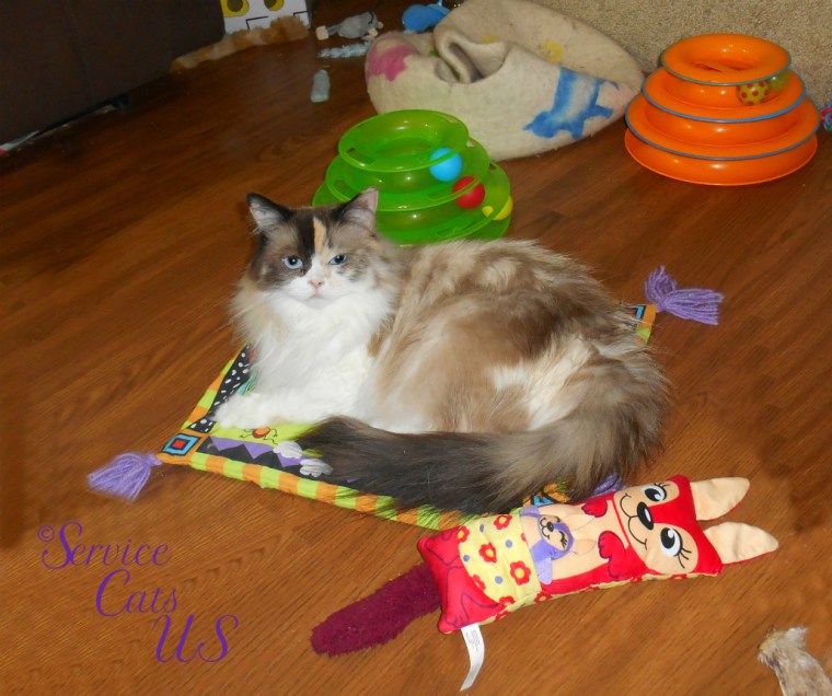 Raena lays on cat mat