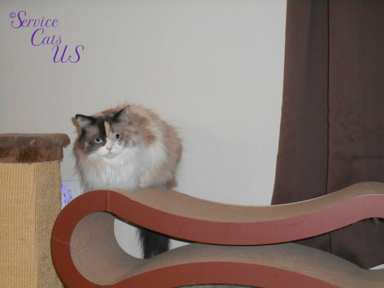 Raena meatloafs on the scratcher