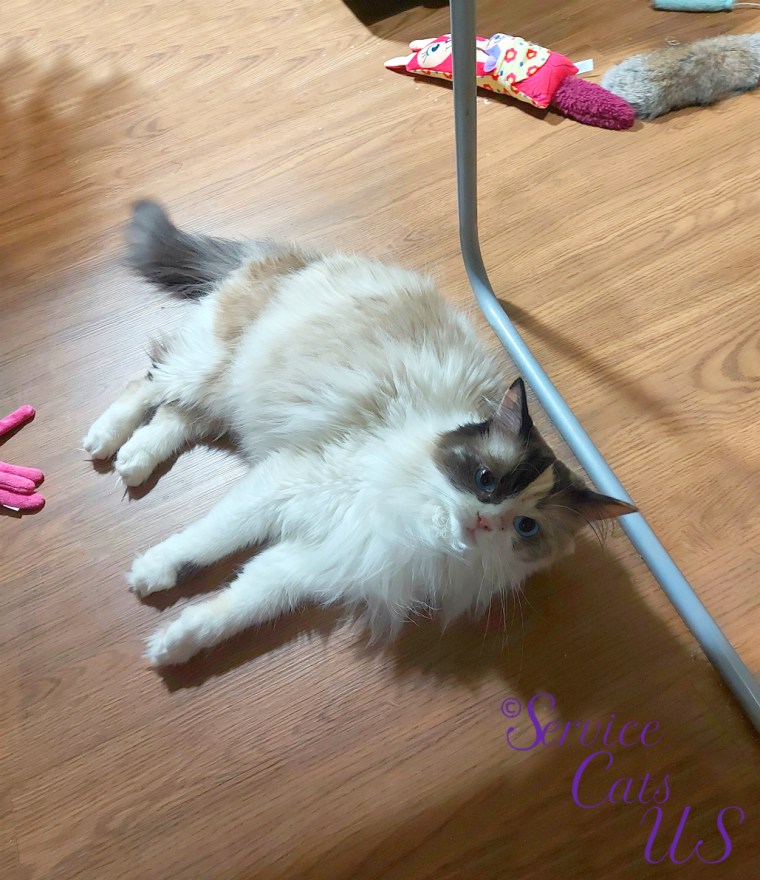 Raena lays under the desk