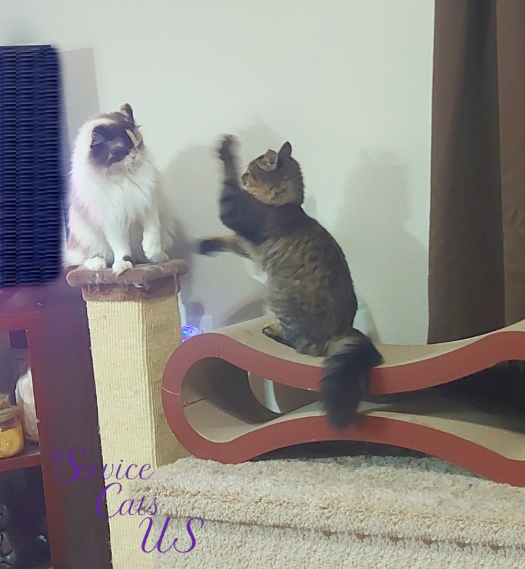 Raena and Zebby play patty cake/whacky paw