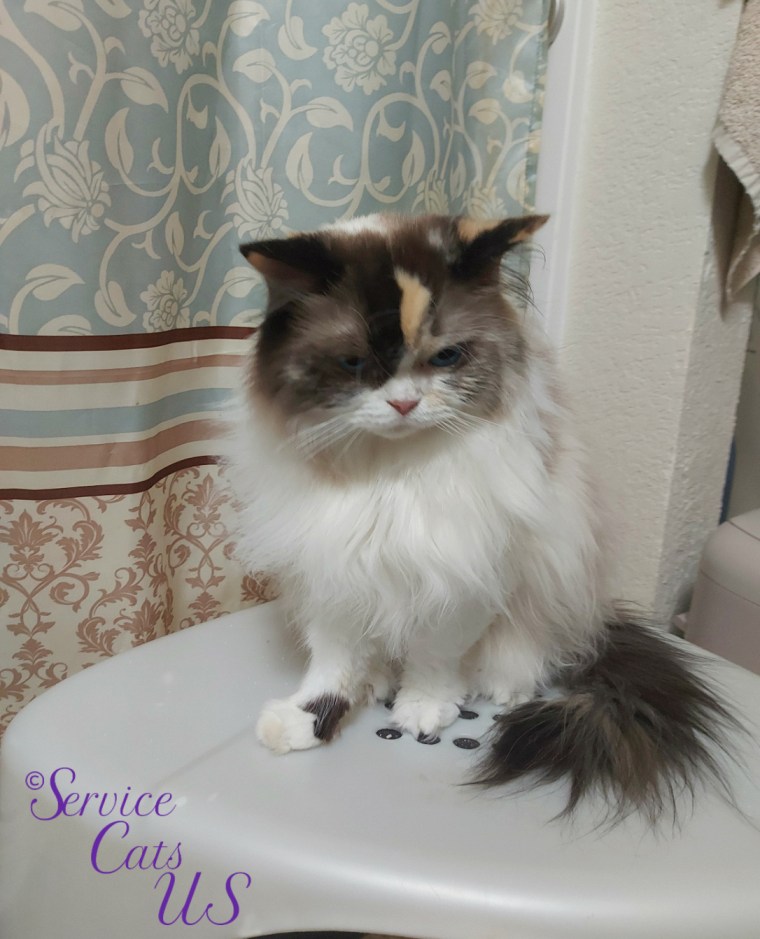 Raena sits atop litterbox