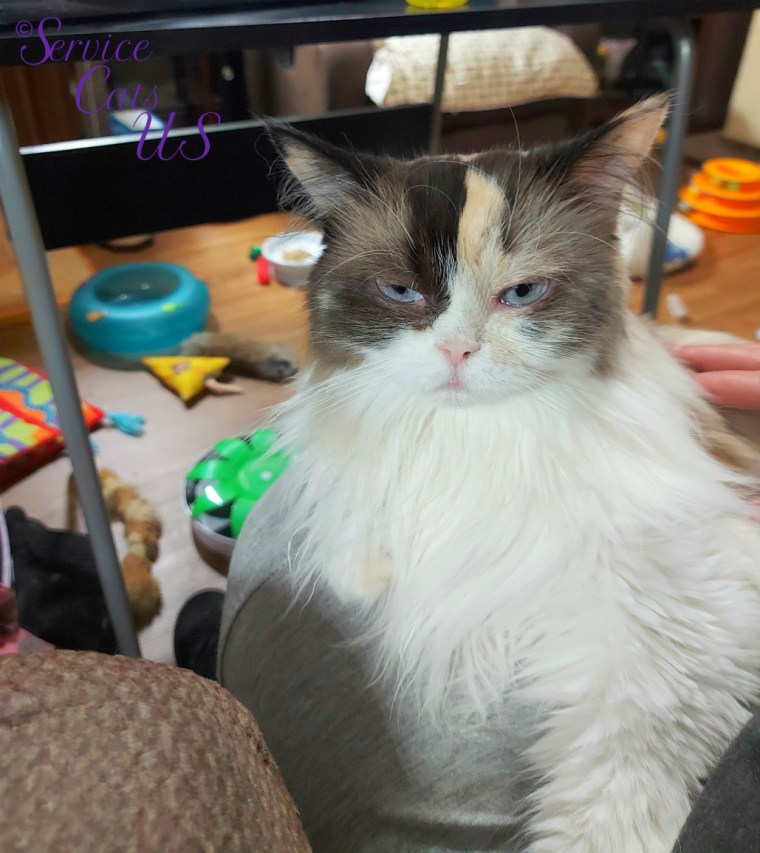 Raena lays in lap and gets loving