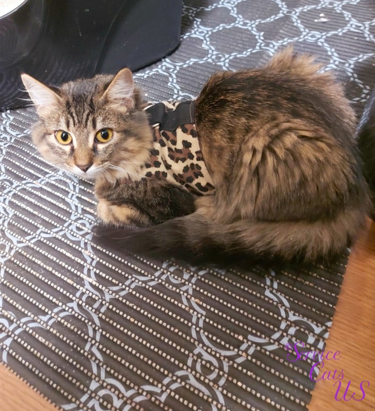 Zebby lays in loaf in bathroom