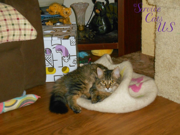 Zebby lays on cat cave