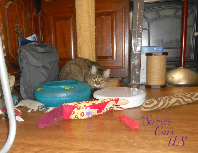 Zebby peeks at the camera from the scratching post