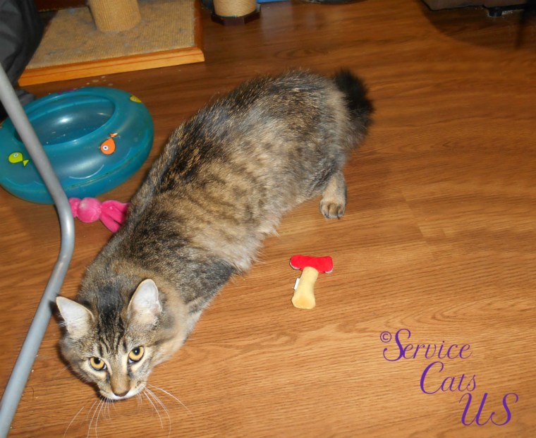 Zebby lcrouches under desk and looks at camera