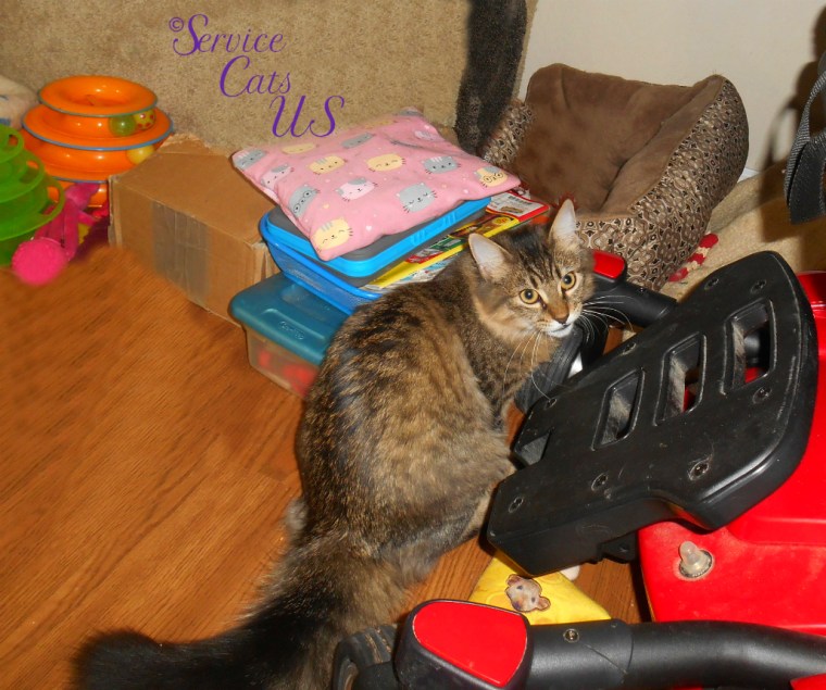 Zebby sits in front of wheelchair